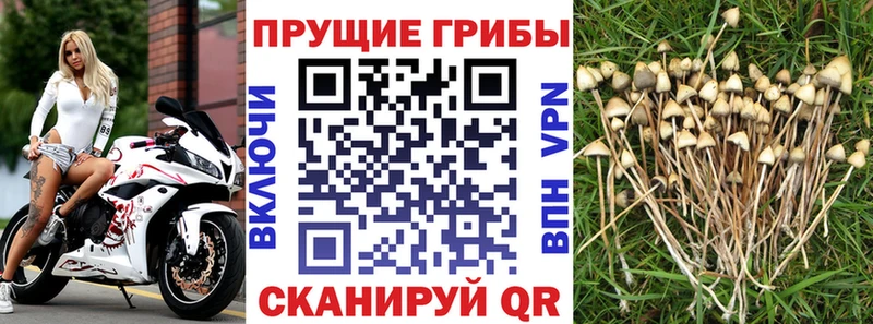 Галлюциногенные грибы Cubensis  где купить наркотик  KRAKEN зеркало  Пенза 